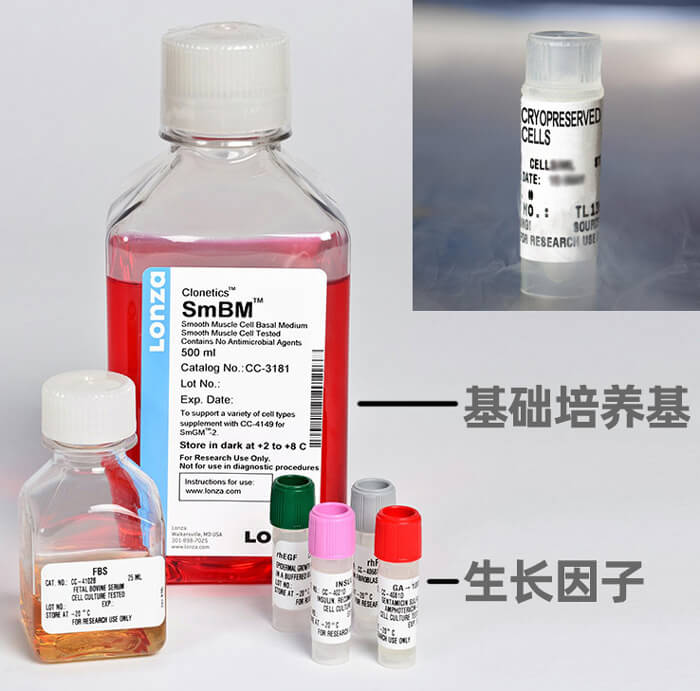 LONZA人肺動(dòng)脈平滑肌細(xì)胞,用于原代培養(yǎng),LONZA中國一級代理商