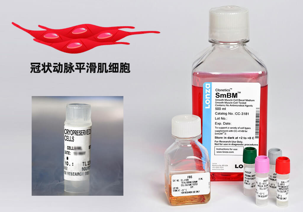 LONZA人冠狀動(dòng)脈平滑肌細(xì)胞,用于原代培養(yǎng),LONZA中國一級(jí)代理商