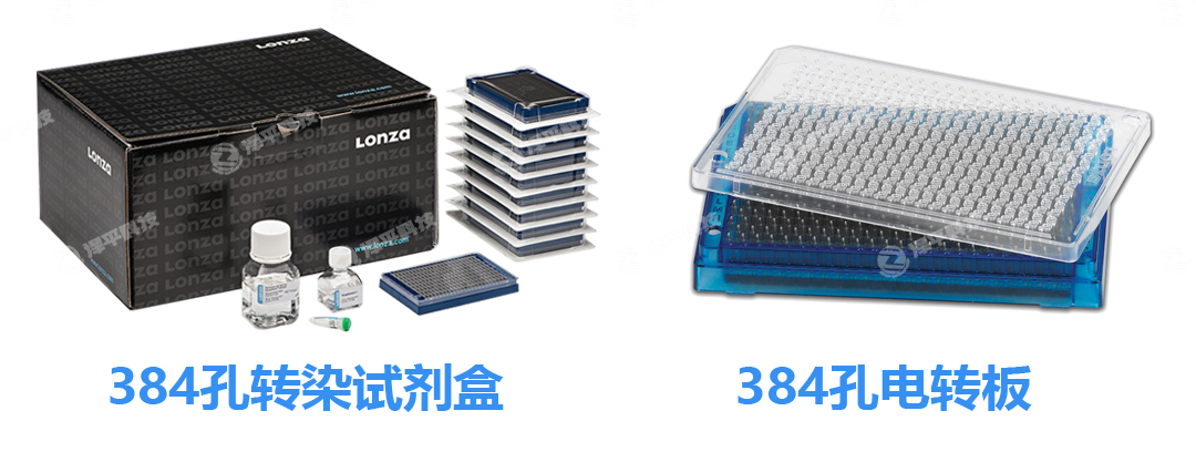 Lonza Nucleofector 384孔轉(zhuǎn)染試劑盒 北京澤平