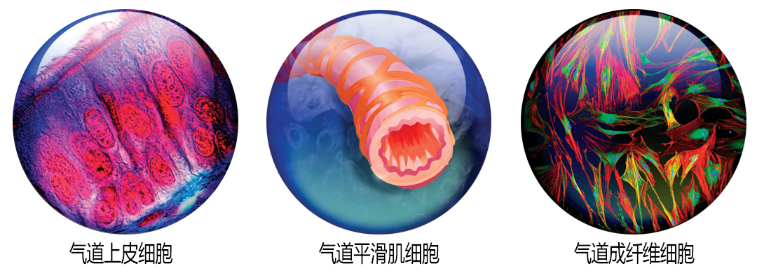 Lonza原代呼吸道細胞代理商