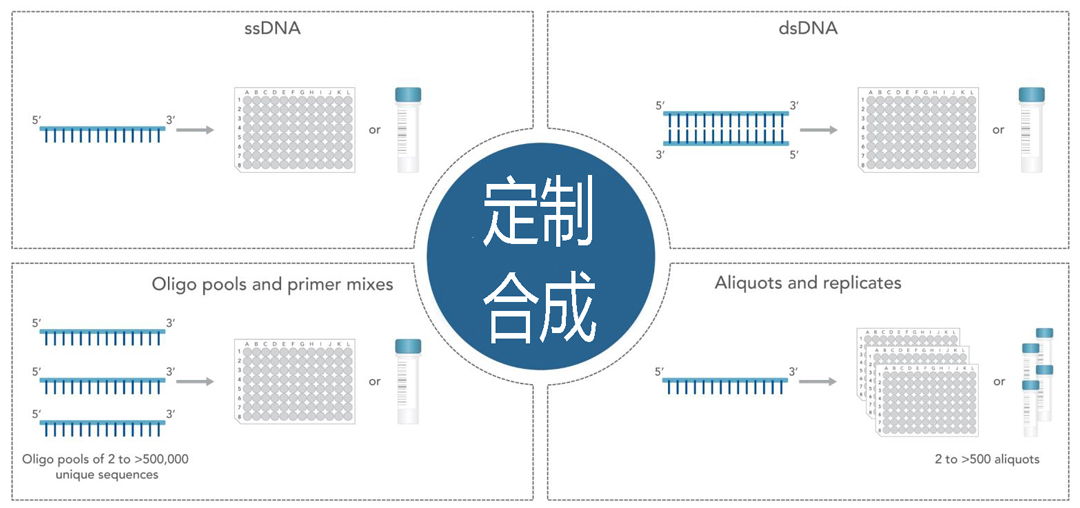 IDT oligo寡核苷酸、PCR引物合成服務(wù)