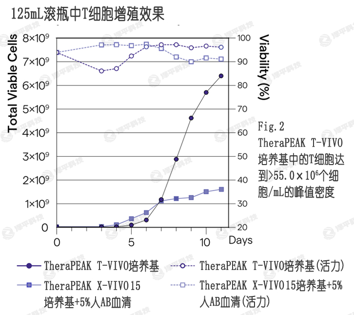 T-VIVO培養(yǎng)基比添加血清的X-VIVO 15培養(yǎng)基,提供更高的細(xì)胞產(chǎn)量和活性 北京澤平