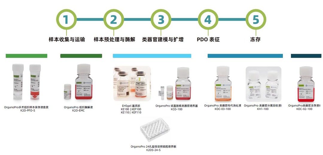 科途醫(yī)學EHSgel基質(zhì)膠、OrganoPro樣本保存液、組織酶解液、類器官培養(yǎng)基、類器官細胞因子、類器官傳代消化液、類器官凍存液代理商北京澤平